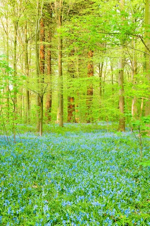 bluebells color the surface of a forestの写真素材