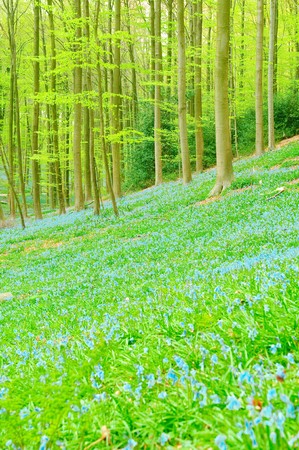 bluebells color the surface of a forestの写真素材