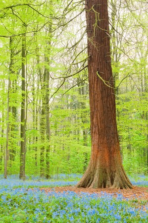 Belgian Forest with lots of bluebellsの写真素材
