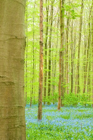 bluebells color the surface of a forestの写真素材