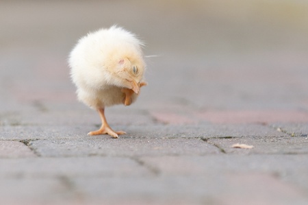 Easter chick in the garden with daisiesの写真素材