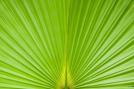 Green palm tree leaf as backgroundの写真素材