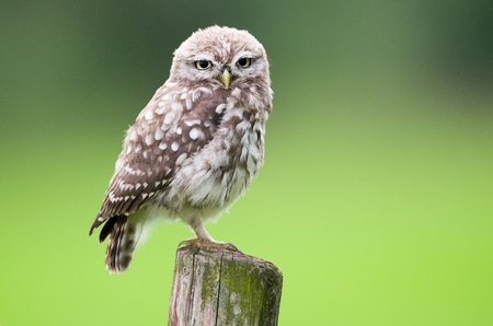 Little owl young perching on a wooden stumpの写真素材