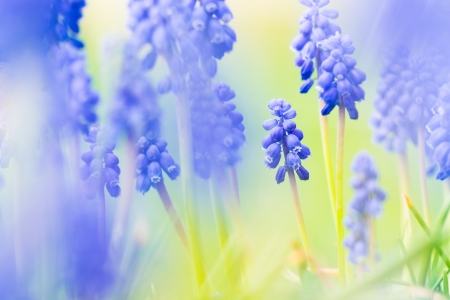close-up of blurred grape hyacinthの写真素材