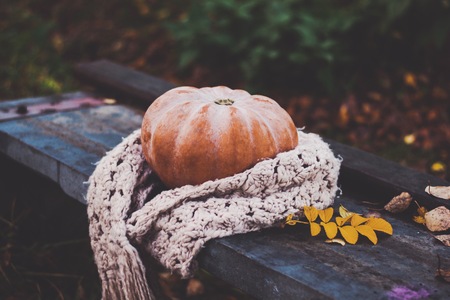 cute pumpkin in the parkの写真素材