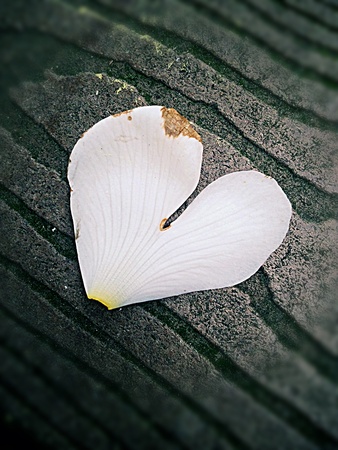 Signs from Natureの素材