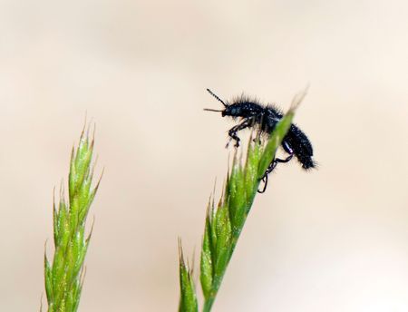 Bug ready to flyの写真素材