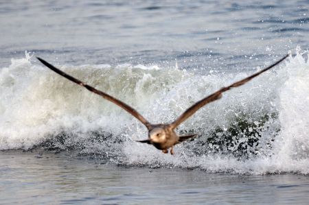 gull and ocean.の写真素材