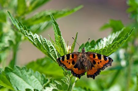 Butterfly resting on leaves.の写真素材