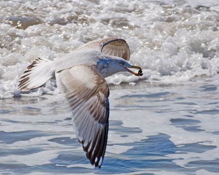 gull on wing. の写真素材