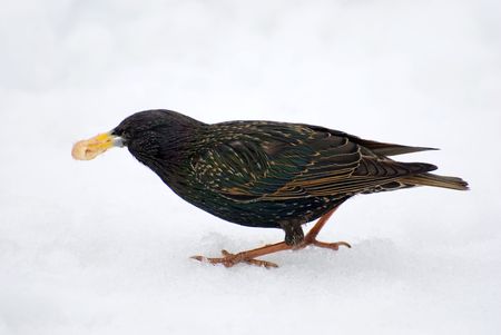 a black starling found a meal on white snowの写真素材