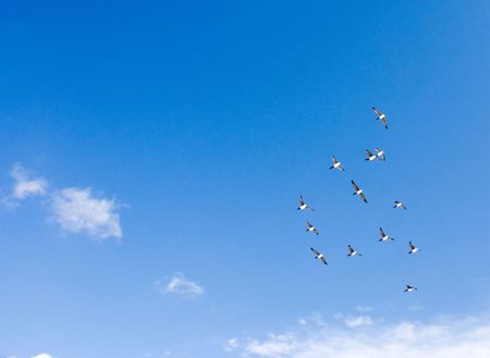 covey of geese in blue sky return from a winter hutの写真素材