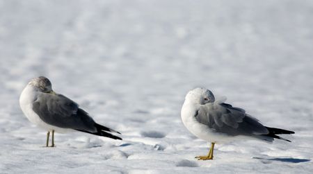 two gulls on snow are warmed bills hiding a bill under a wingの写真素材