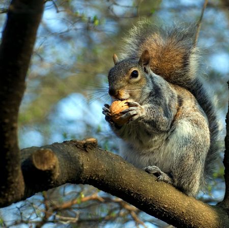 squirrel on a tree with walnut in paws looks at a photographerの写真素材