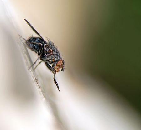 macro shot of a fly washing the pawsの写真素材