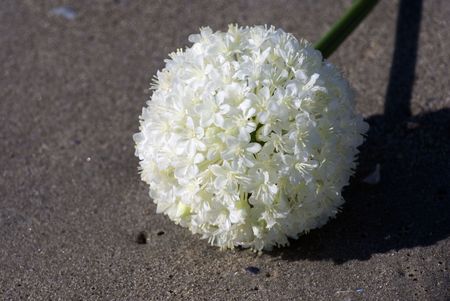 flower on a sandy beach. Soon flowingの写真素材
