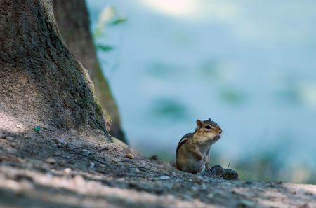 hackee became alert and scrutinizes in distance ready to escape at the least dangerの写真素材