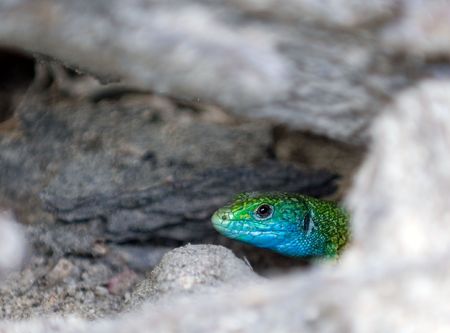 a lizard hid in the burrow under ground