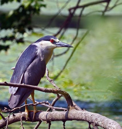Close-up Black-crowned Night Heron stands above the water on a branch and looks out fishの写真素材