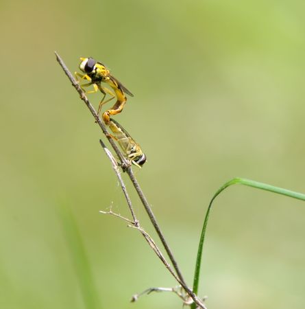 two insects engaged in  on a straw