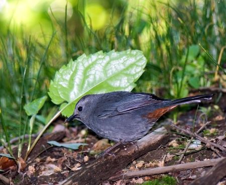 catbird on the ground is searching for larvae in falling off leavesの写真素材