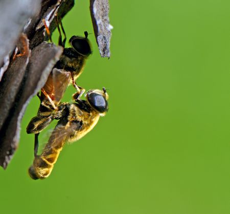two insects engaged in  on a tree