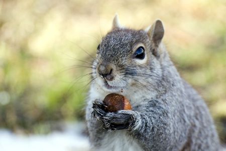 squirrel holds a nut in front paws and looks at photographerの写真素材