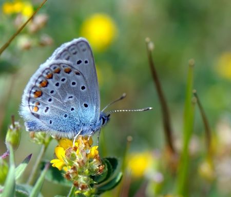 varicoloured butterfly sits on a yellow flower and collects nectar