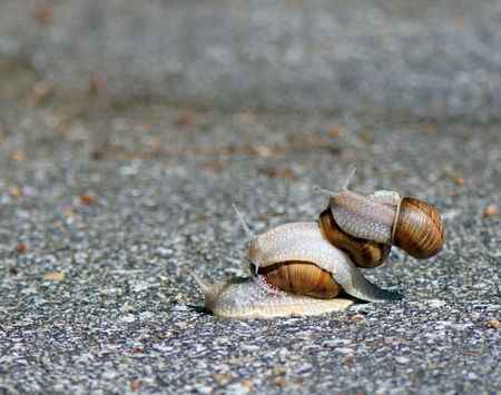 three snails one rides other drives on
