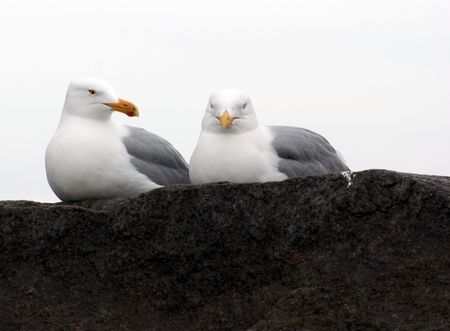 two gulls sit on a stone at ashore oceanの写真素材