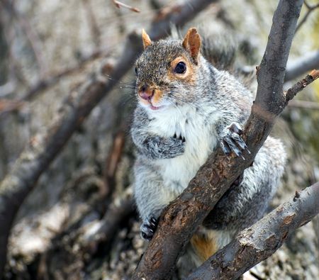The squirrel has got on a tree and  looks therefrom with interest at the photographer