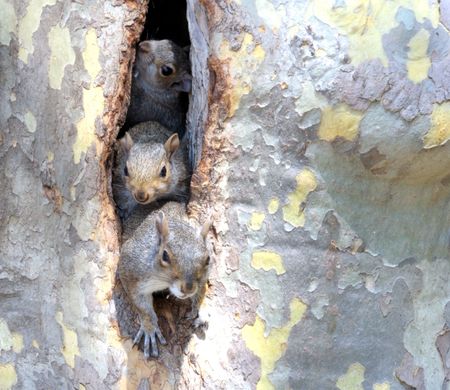 Tree Curious squirrels in the hollow  looking at the photographerの写真素材