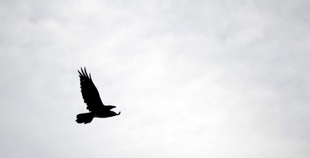 Lonely Black bird in flight against condensed cloudsの写真素材