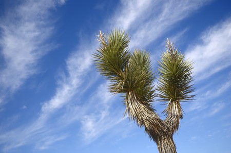 Lonely cactus against the blue sky in desert の写真素材