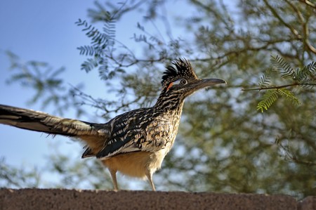 Greater roadrunner on rock wall in search of foodの写真素材