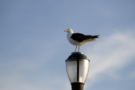 A seagull perches on a boardwalk lamp against blue skyの写真素材