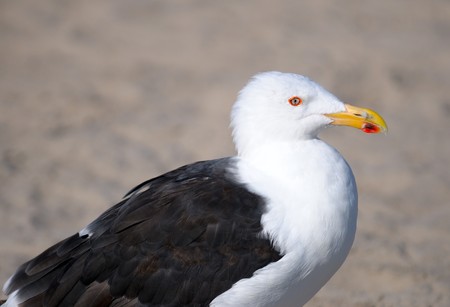 The seagull with strange colored eyes stands having reflected ashoreの写真素材