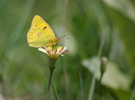 The small Beautiful butterfly feeding on a flower in summer dayの写真素材