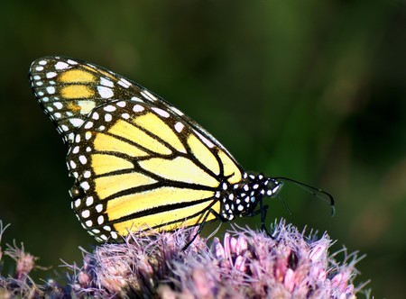 Portrait of Monarch butterfly feeding outside on pink flowerの写真素材