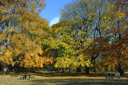 autumn colors in the park with wooden benchesの写真素材