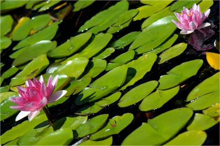 two pink water-lily and its reflection in the dark waterの写真素材