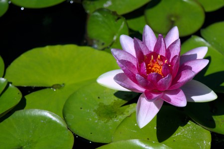Pink water-lily in the dark water and its reflectionの写真素材