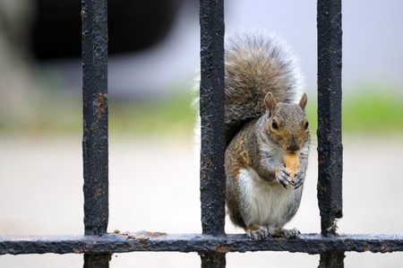 Squirrel having snack sitting on the fenceの写真素材