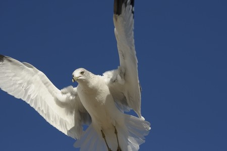 Gull in flight against the blue skyの写真素材