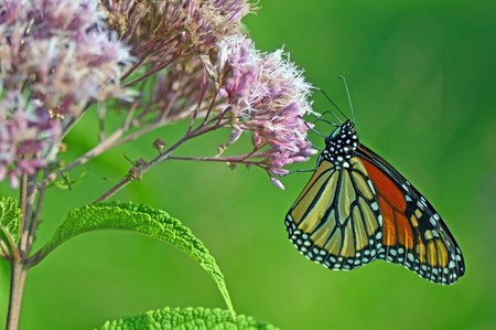 monarch butterflies on the flower is collecting nectarの写真素材