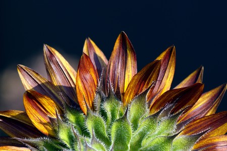 spring. Details of beautiful colorful Sunflower petals close-upの写真素材