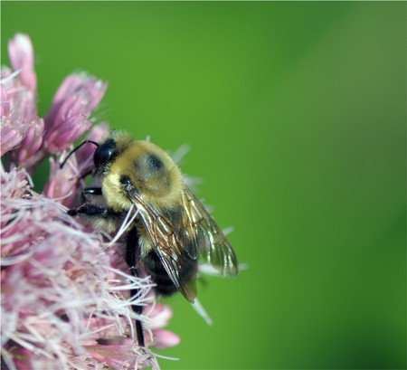 details of a small bee on the pink flower の写真素材