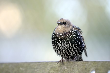 bird starling in autumn sitting on the benchの写真素材