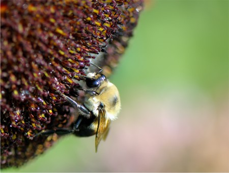 Close up shot of Bumblebee on the flower collecting nectarの写真素材