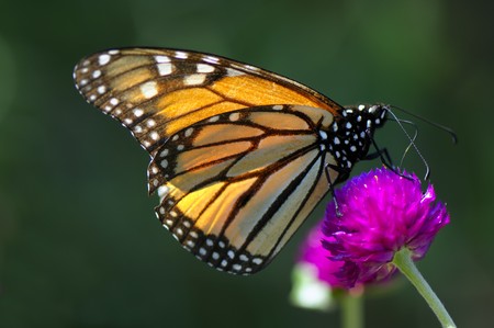 Close-up butterfly on the pink flower is collection nectarの写真素材